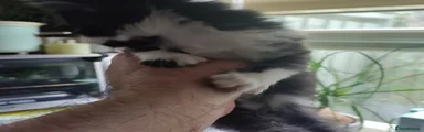Mixed Breed 2 BOY