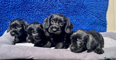 Dachshund dogs - Advert 2