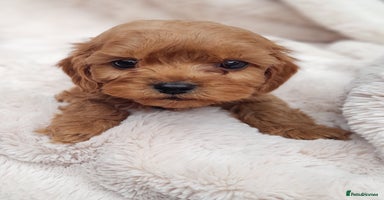 Cavapoo dogs - Advert 3