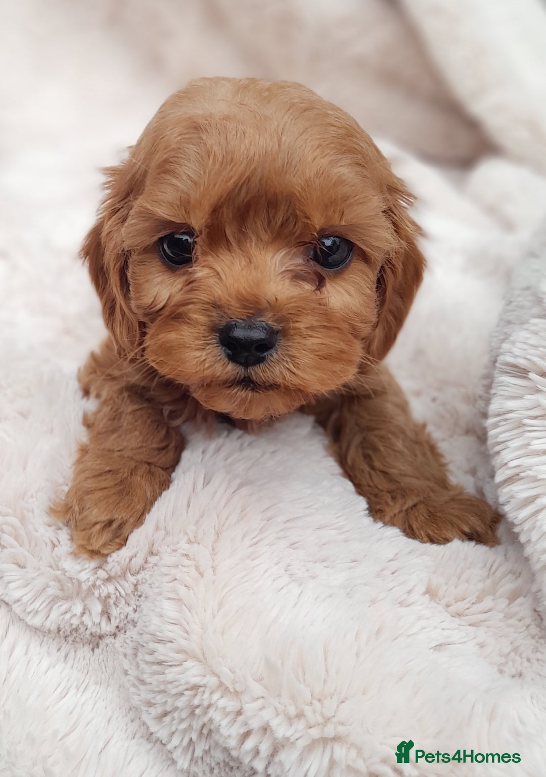 Cavapoo dogs for sale: Beautiful F1 Cavapoo Pups  - Image 3