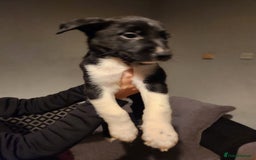 Border Collie dogs for sale: Border collie puppies - Advert 9