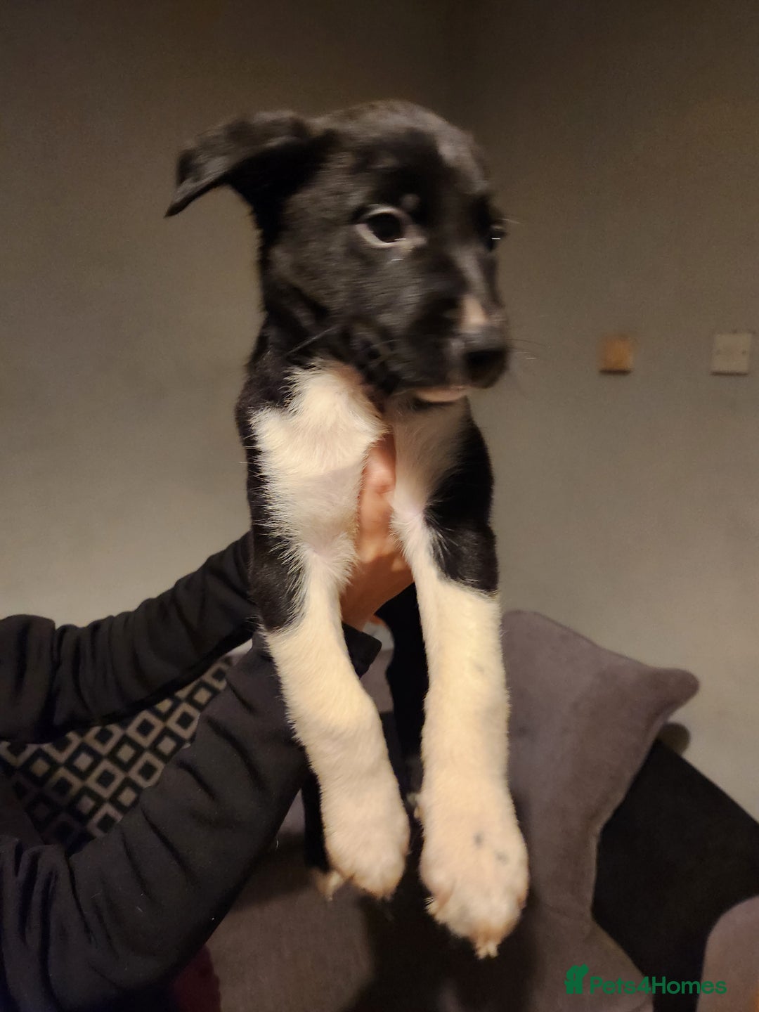 Border Collie dogs for sale: Border collie puppies - Advert 9