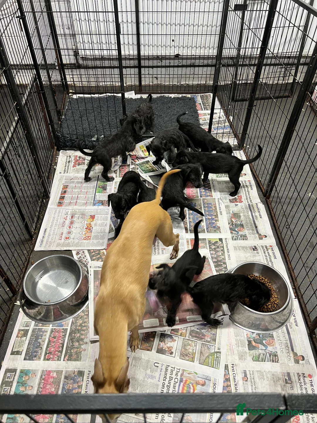 Bedlington Terrier dogs for sale: Lovely F1 Bedlington x Whippet Male Puppy - Advert 4