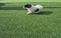 Maltipoo dogs for sale: Maltipoo puppies ready now  - Image 9