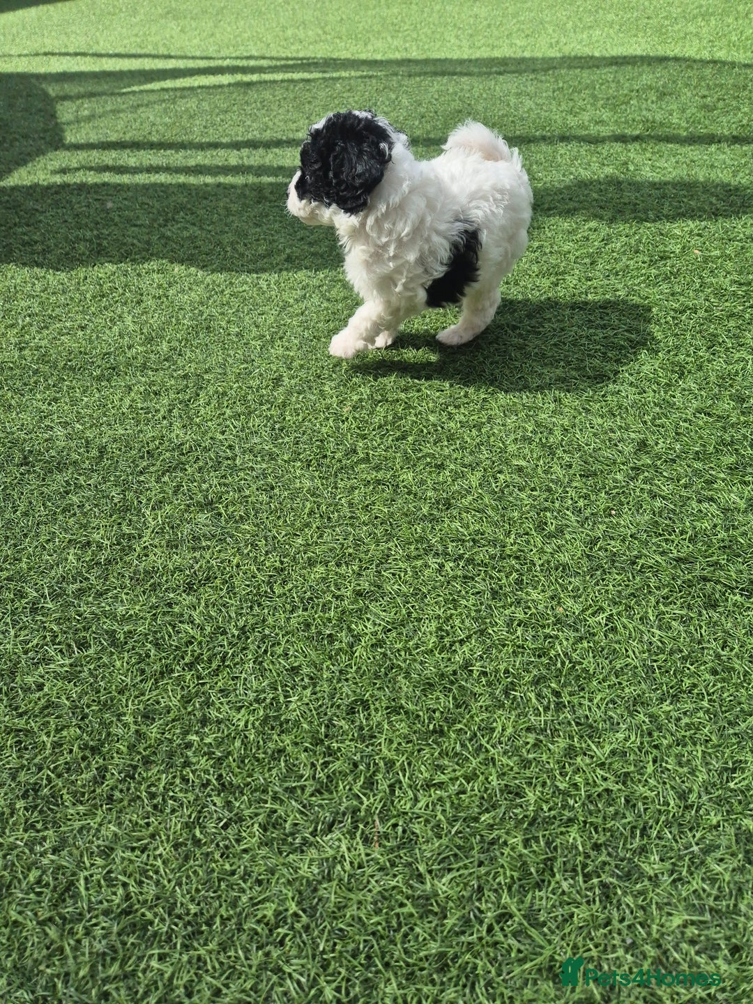 Maltipoo dogs for sale: Maltipoo puppies ready now  - Image 9