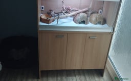 Python Snake reptiles for sale: Banana pinstripe royal python and corn snake - Image 7