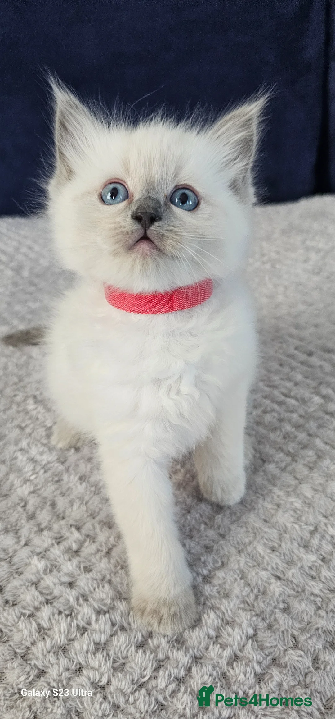Ragdoll cats for sale: 3 Beautiful Ragdoll Kittens Ready for New Homes in Goole - Advert 2
