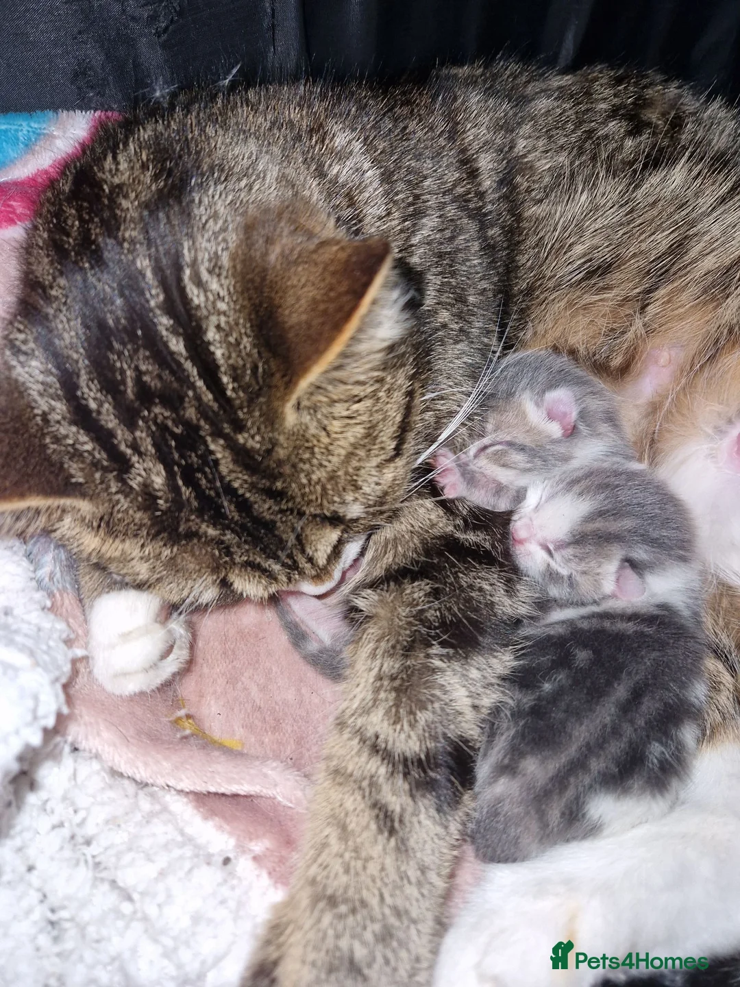 Mixed Breed cats for sale: Beautiful female tabby ready for her forever home in Warrington - Advert 11