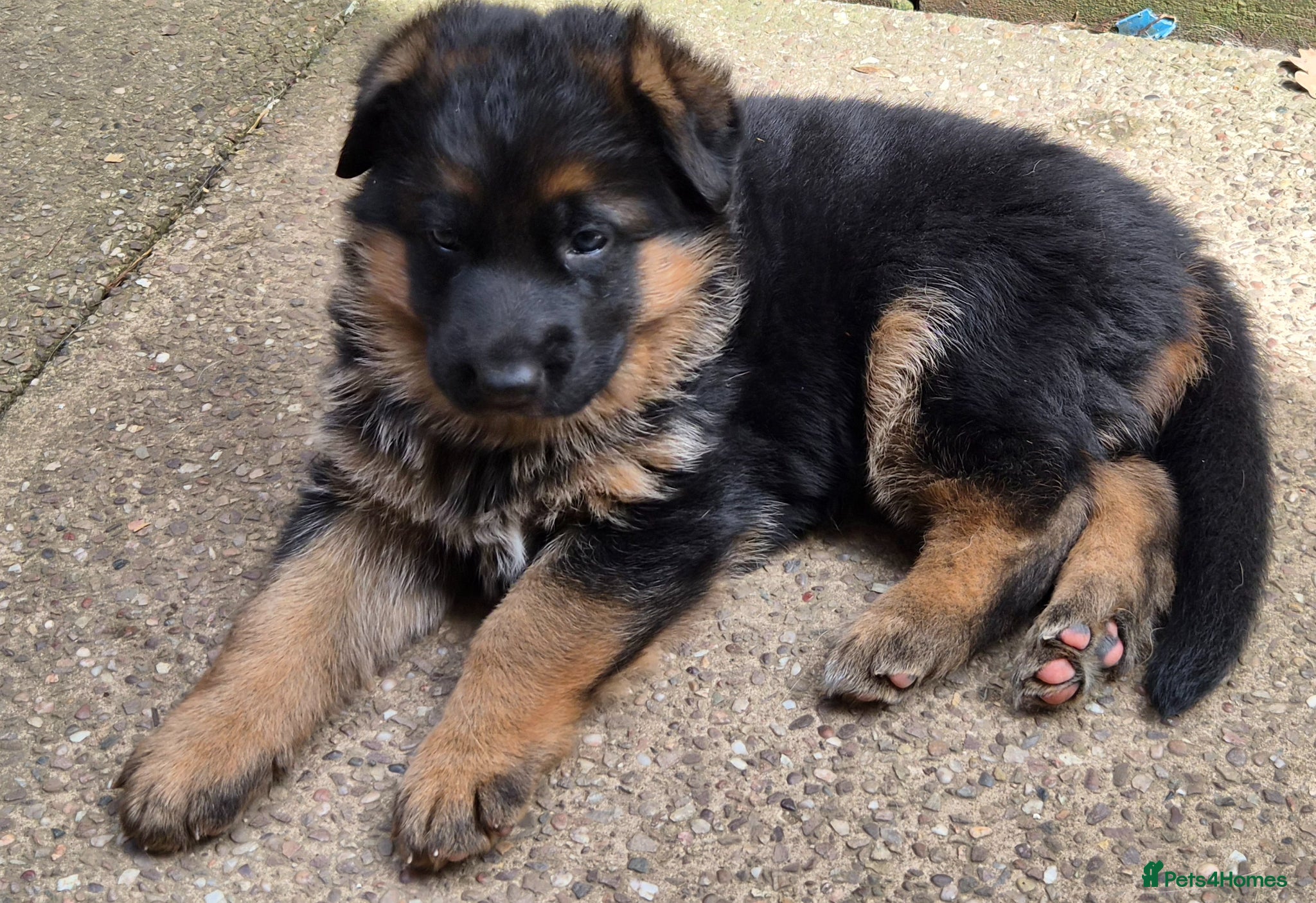 German Shepherd dogs Beautiful German shepherd puppies - Advert 1