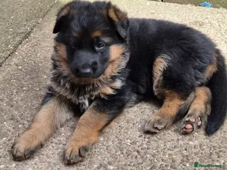 German Shepherd dogs Beautiful German shepherd puppies - Advert 1