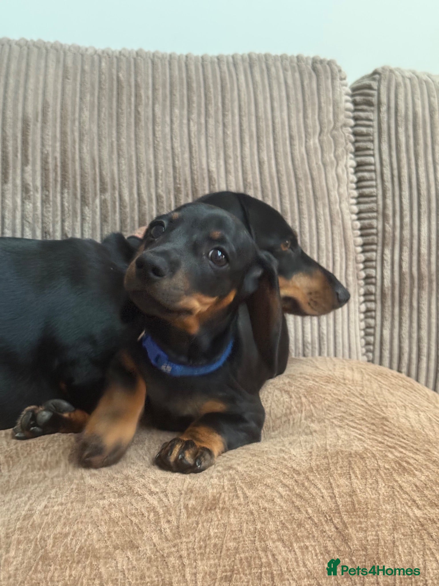Dachshund dogs Standard Dachshund Puppies - Advert 2