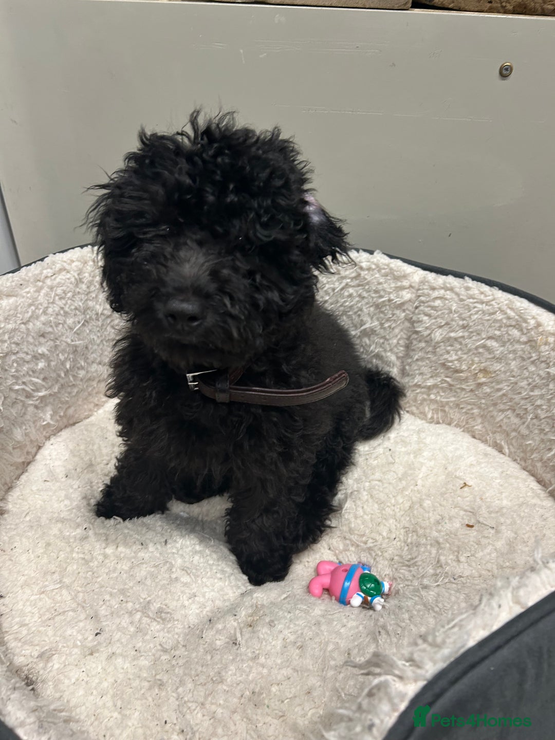 Cockapoo dogs for sale: 14 week old male cockapoo - Advert 7