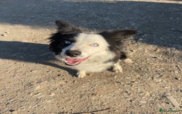 Border Collie dogs for sale: Failed sheepdog looking for very active home - Image 7