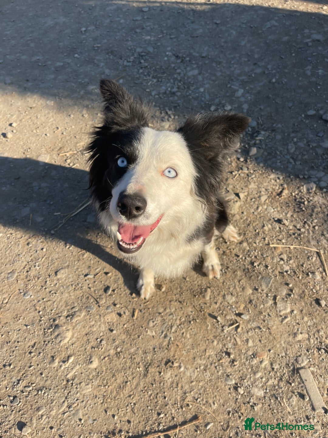 Border Collie dogs for sale: Failed sheepdog looking for very active home - Image 7