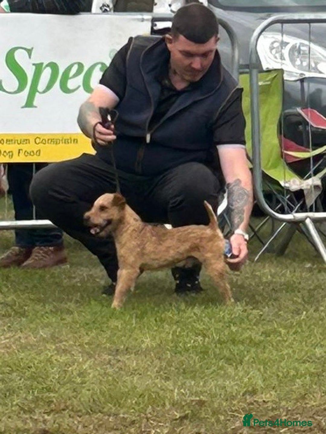 Lakeland Terrier dogs for stud: Quality lakeland standing at stud  - Image 6