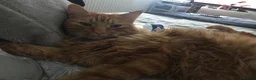 Mixed Breed cats for sale: 4 cats need rehoming due to house move  in Liverpool - Advert 1