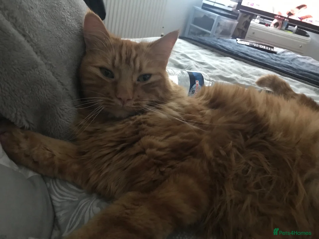 Mixed Breed cats for sale: 4 cats need rehoming due to house move  in Liverpool - Advert 1