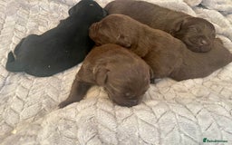 Labrador Retriever dogs for sale: LABRADOR PUPPIES 5 GEN ENHANCED PEDIGREE  - Image 2