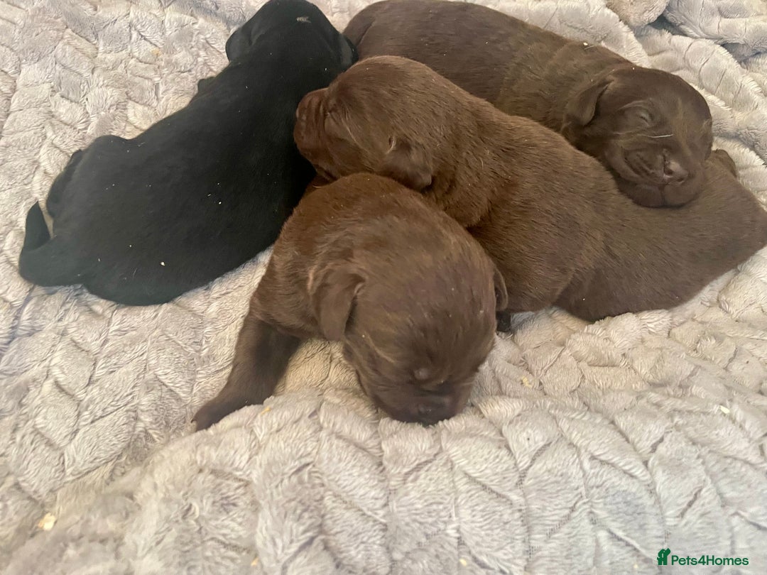 Labrador Retriever dogs for sale: LABRADOR PUPPIES 5 GEN ENHANCED PEDIGREE  - Image 2