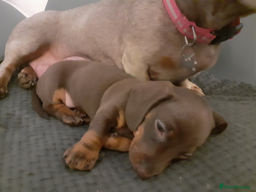 Miniature Dachshund dogs for sale: 1 gorgeous mini  sausage girl for sale - Image 3