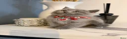 Scottish Fold cats for sale: Last Scottish lillac girl  - Advert 7