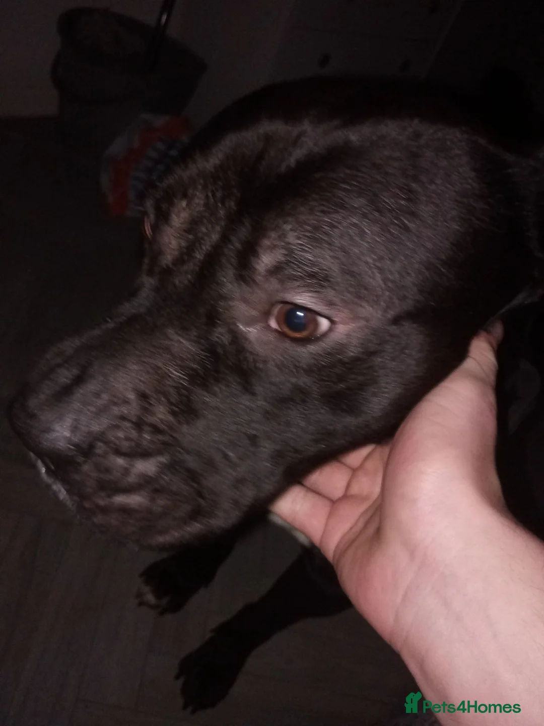 Mixed Breed dogs for sale: Harley Staffy X Cane Corso in Stockton-on-Tees - Advert 2