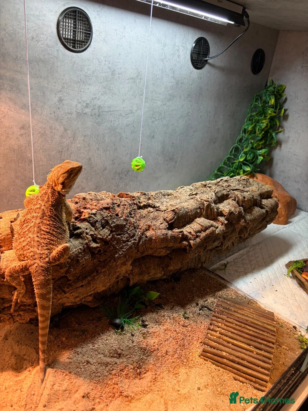 Bearded Dragon reptiles for sale: Bearded dragon and whole set up - Advert 4