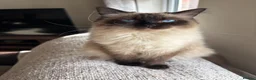 Ragdoll cats for sale: Ragdoll - Advert 1
