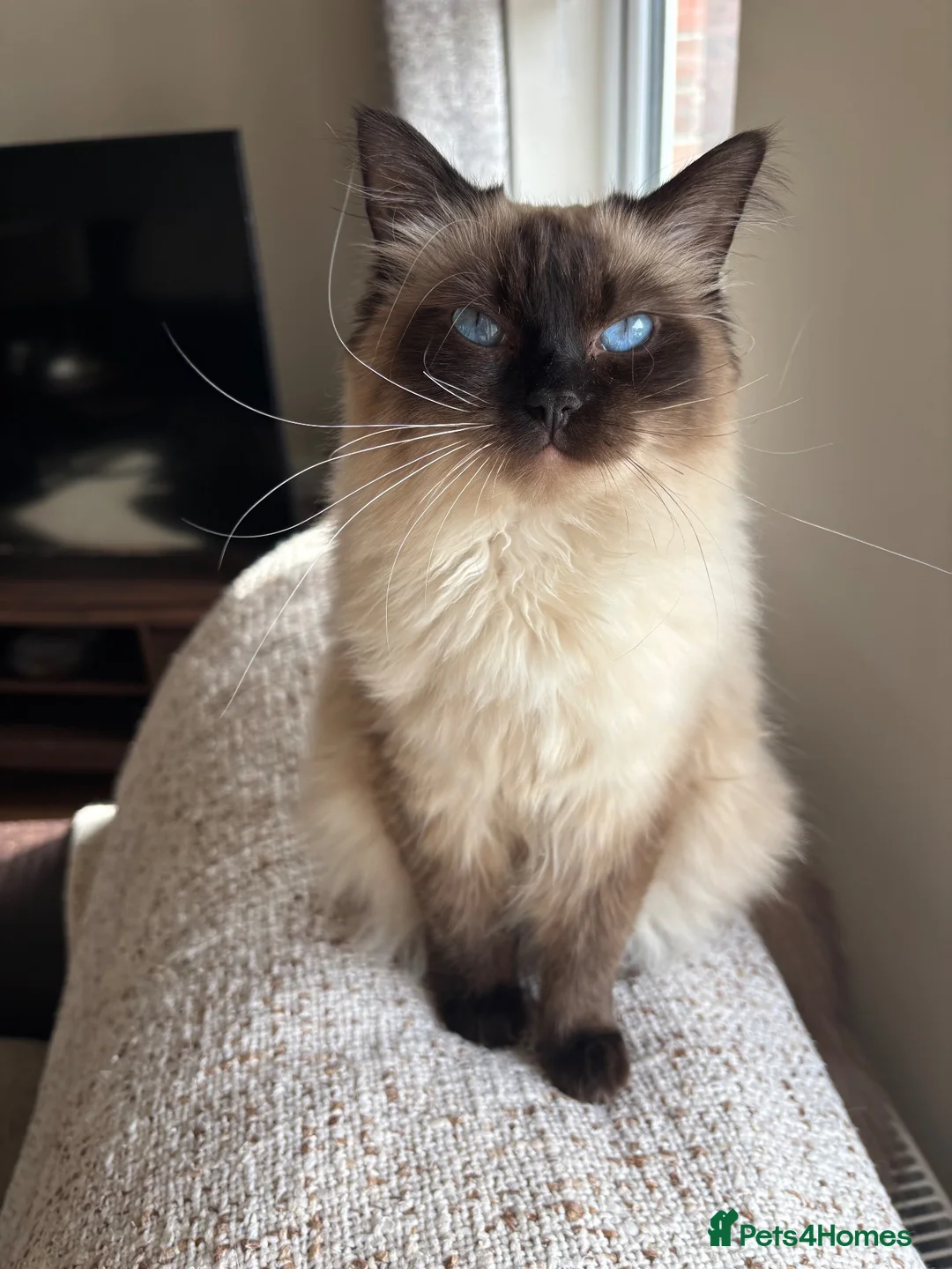 Ragdoll cats for sale: Ragdoll - Advert 1