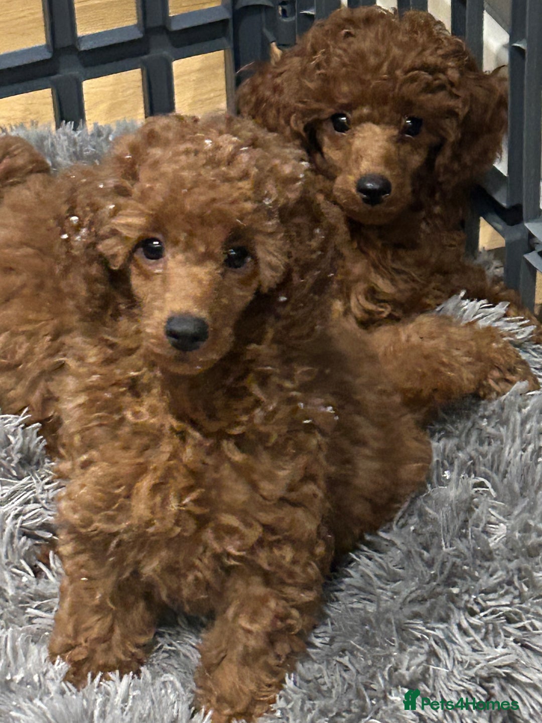Miniature Poodle dogs for sale: Exceptional miniature poodle  - Advert 7