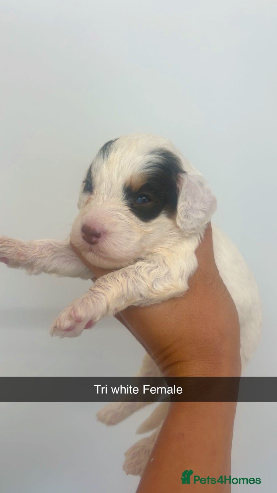 Cockapoo dogs for sale: Beautiful cockapoo family litter  - Image 3