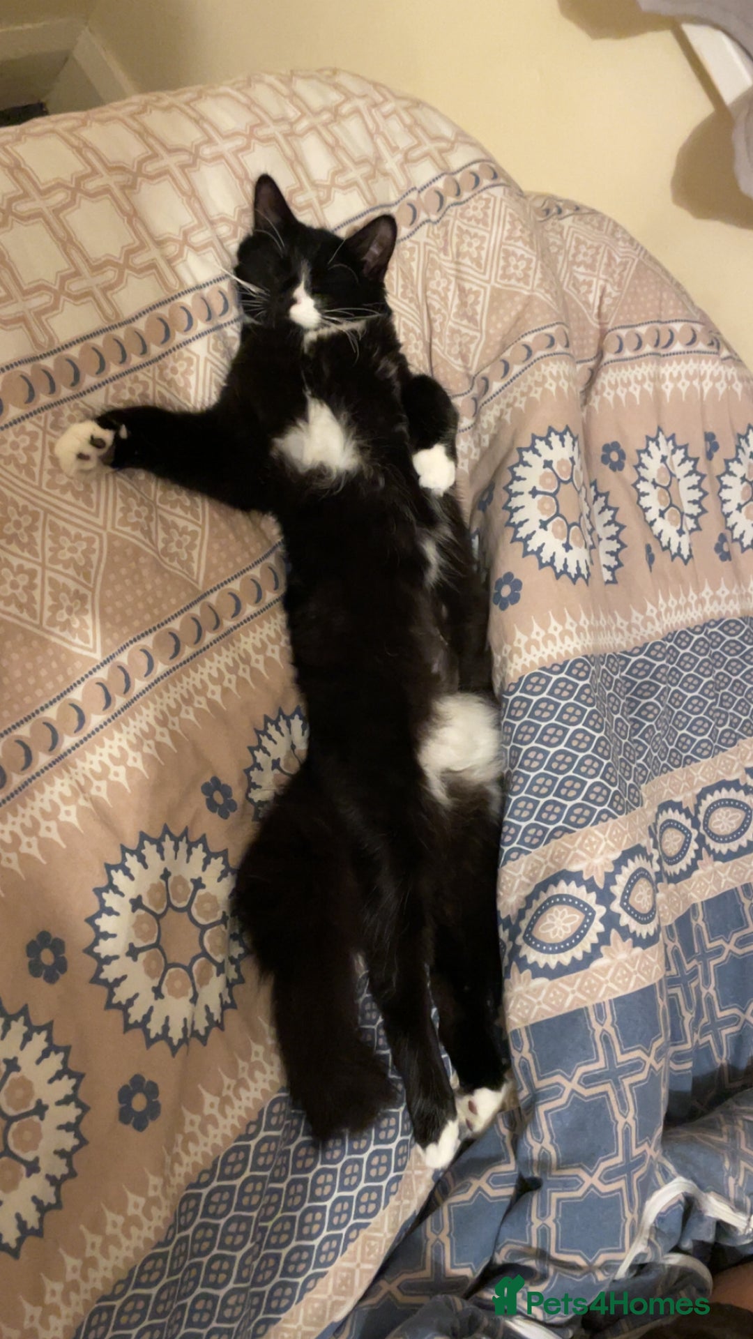 Mixed Breed cats for sale: mixed breed cats for sale with all equipments - Advert 6