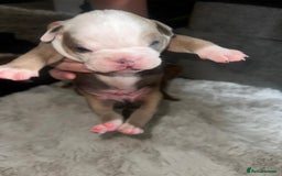 Olde English Bulldogge dogs for sale: Olde English Bulldogge Puppies  - Image 16