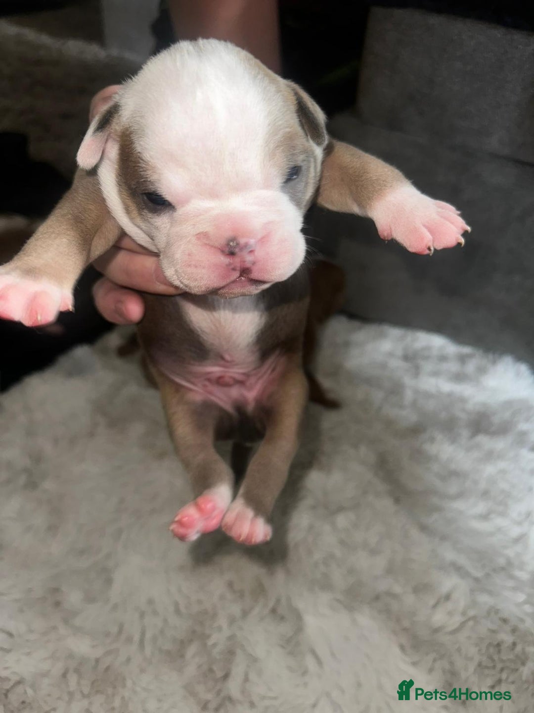 Olde English Bulldogge dogs for sale: Olde English Bulldogge Puppies  - Image 16
