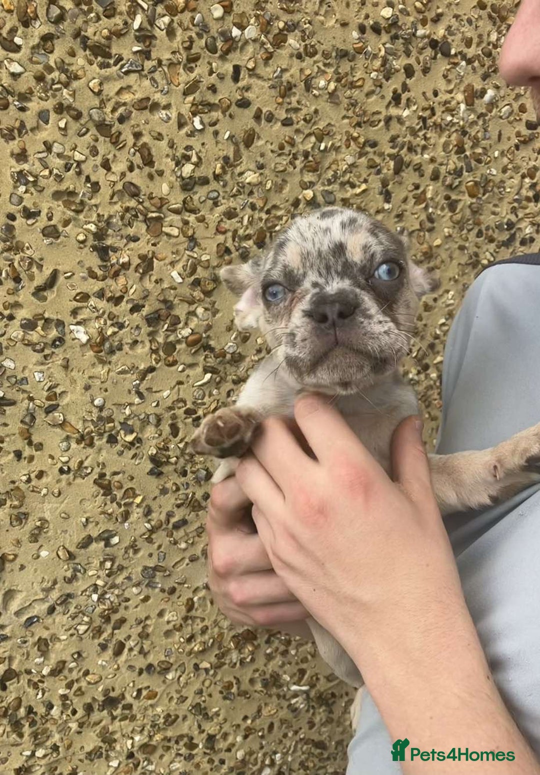 French Bulldog dogs for sale: Beautiful French bulldog puppies  - Image 32