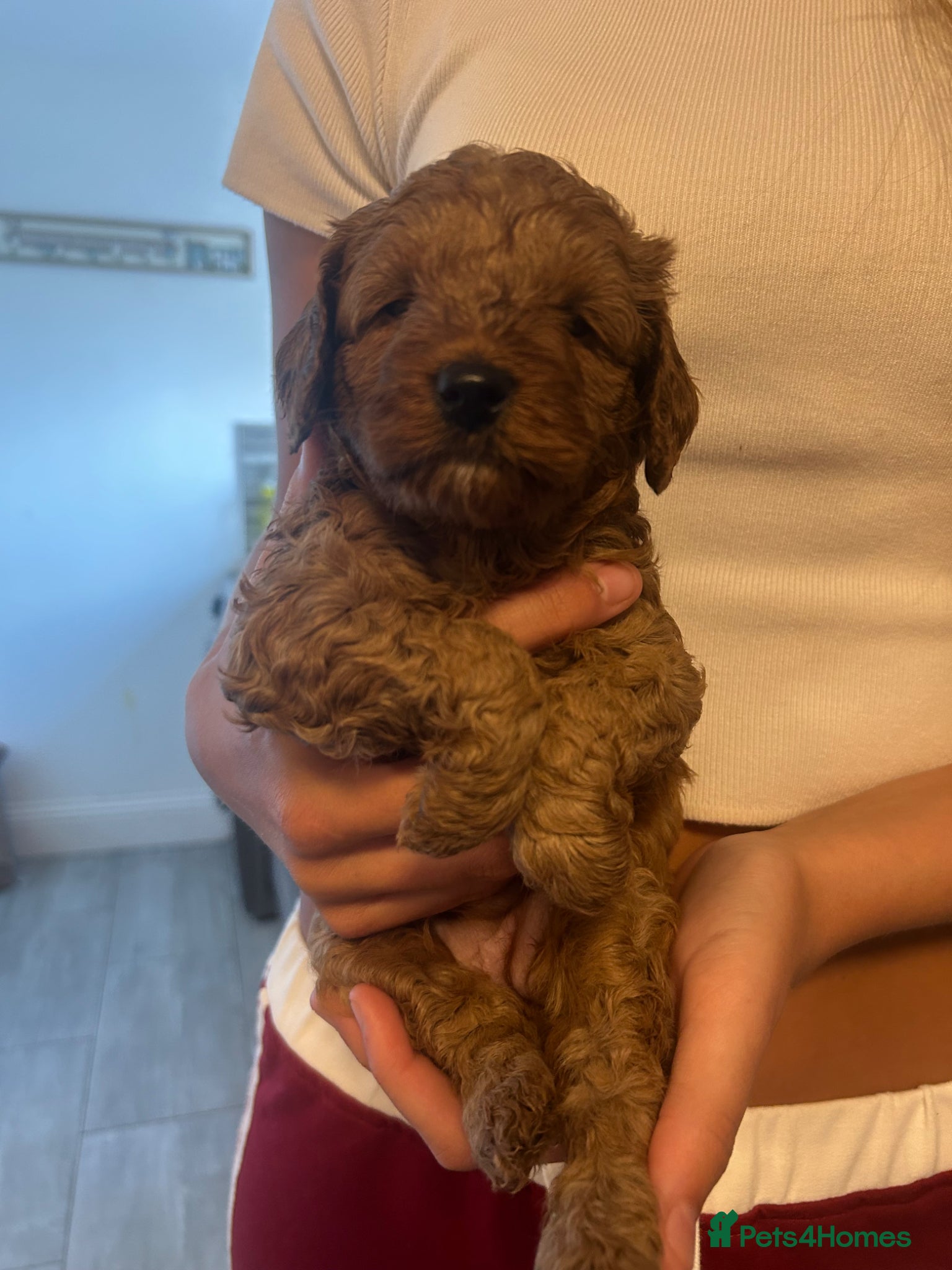 Cavapoo dogs F1b red Cavapoos 4 boys 4 girls  - Advert 2
