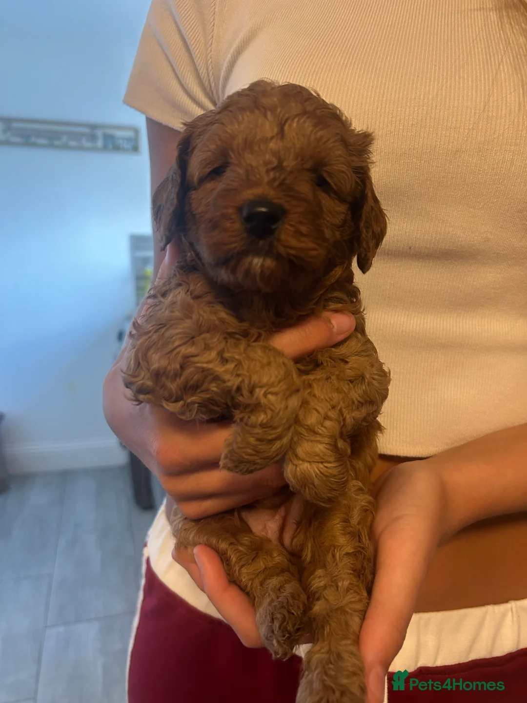 Cavapoo dogs for sale: F1b red Cavapoos 4 boys 4 girls  in Wisbech - Advert 2