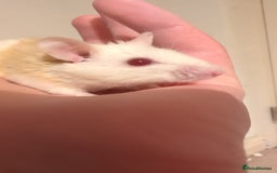 Rat rodents for sale: African soft fured rats babies and adults for sale - Image 7