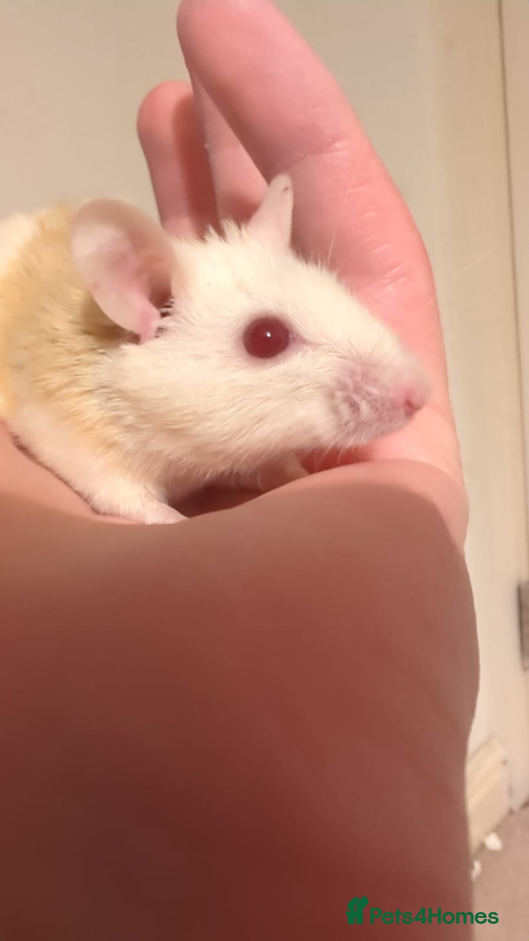 Rat rodents for sale: African soft fured rats babies and adults for sale - Image 7