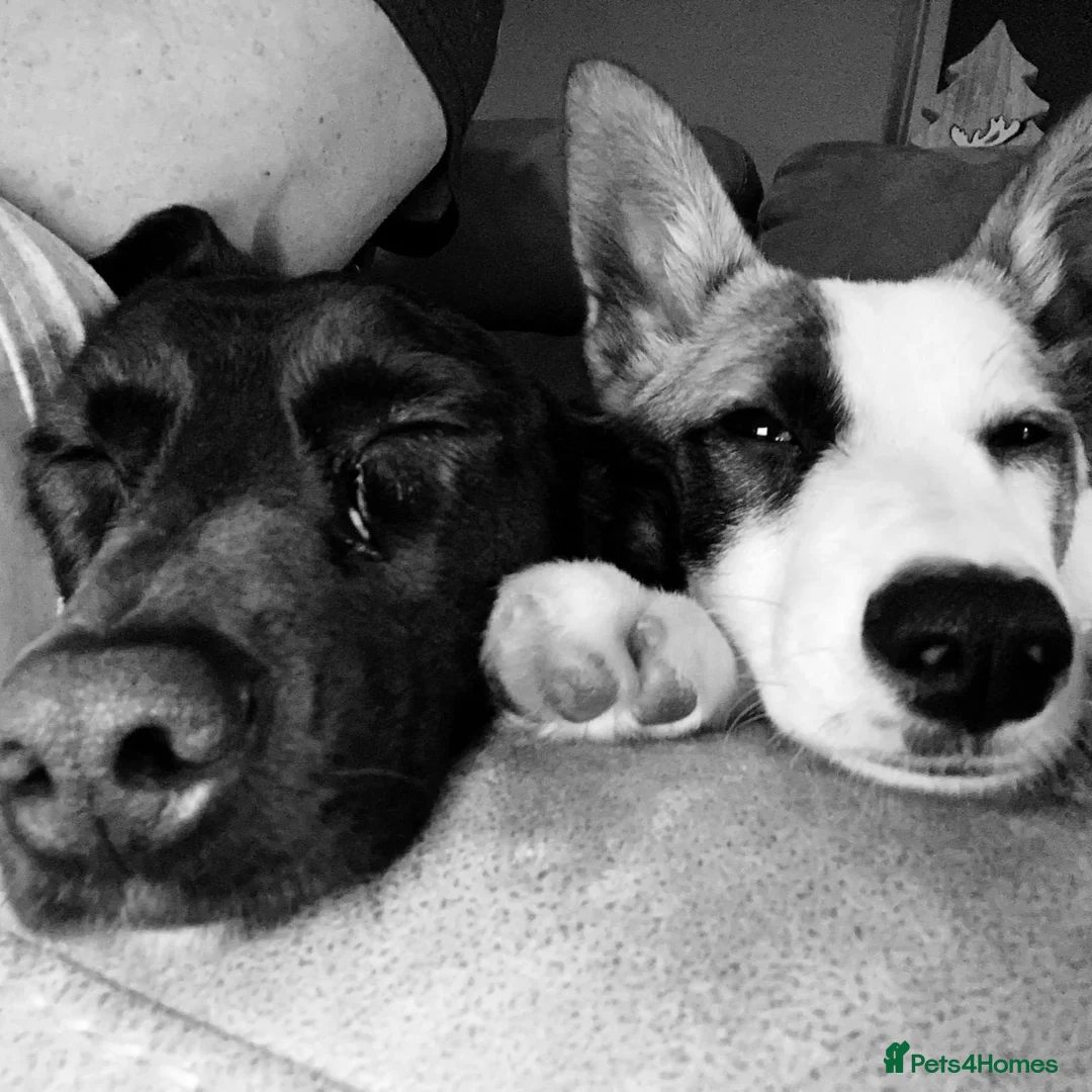 Mixed Breed dogs for adoption: ❤️🐶 BELA – A Devoted Family Dog in Milton Keynes - Advert 2