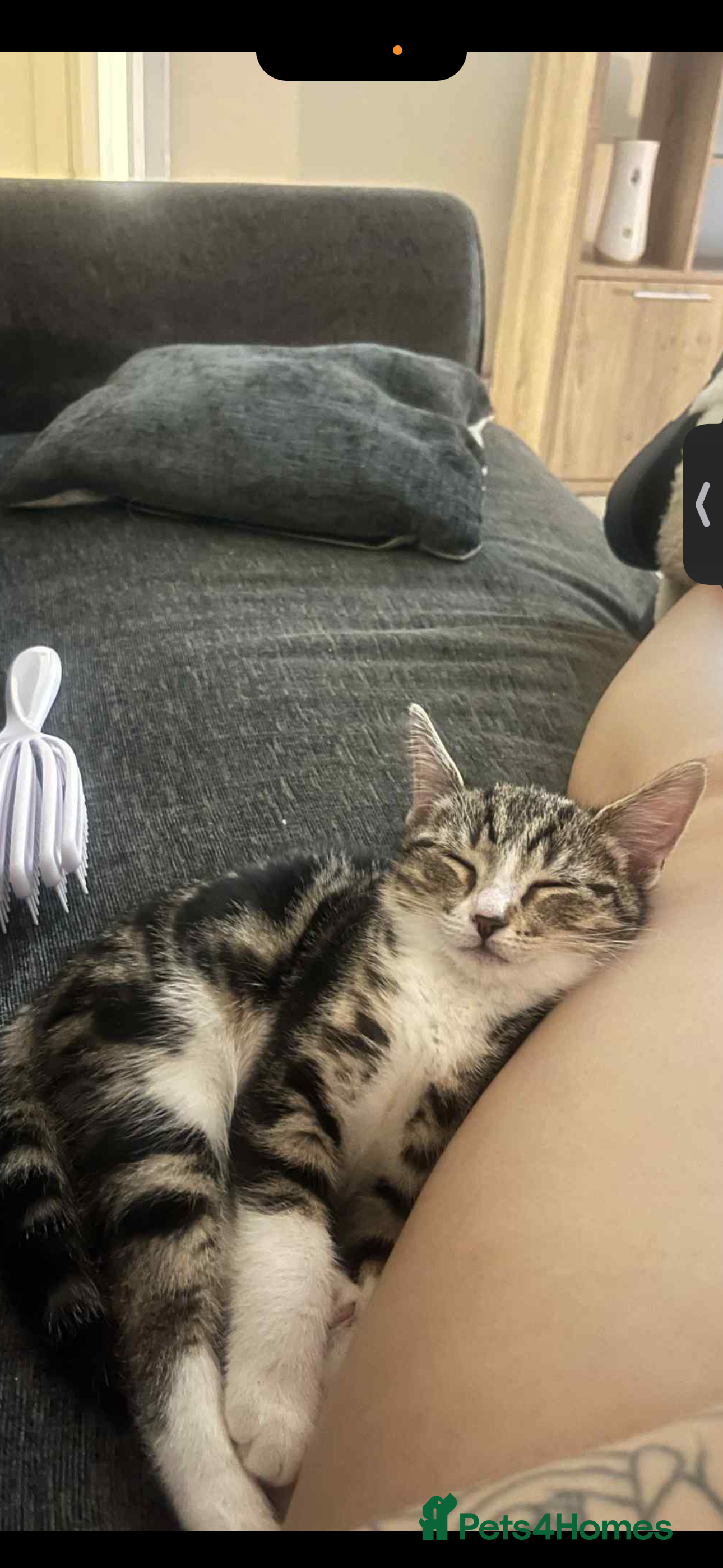 American Shorthair cats 13 week old female kitten🐱 - Advert 2