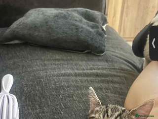 American Shorthair cats 13 week old female kitten🐱 - Advert 3