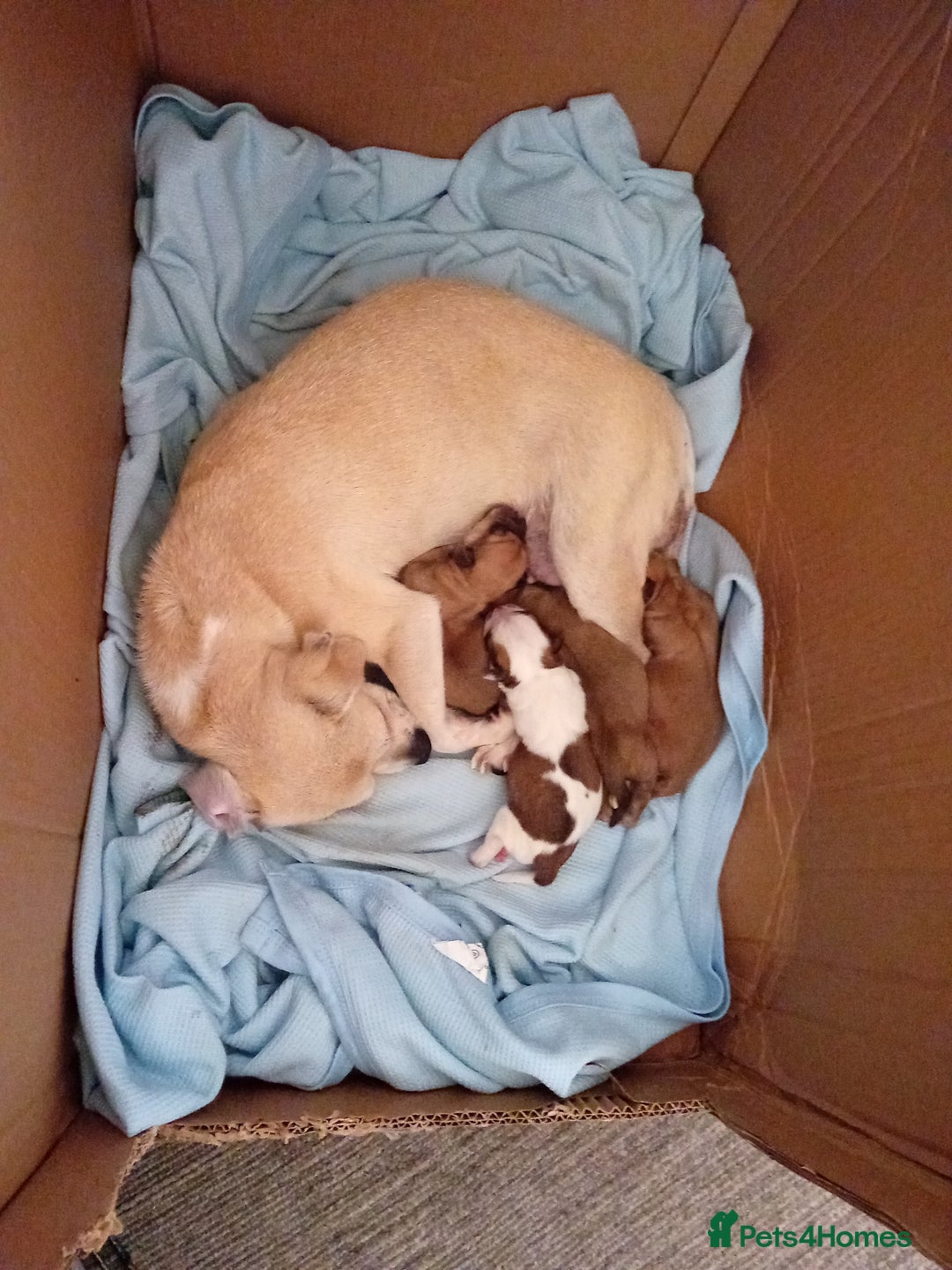 Chug dogs for sale: Cute puppies raised with love available at 8 weeks - Image 1