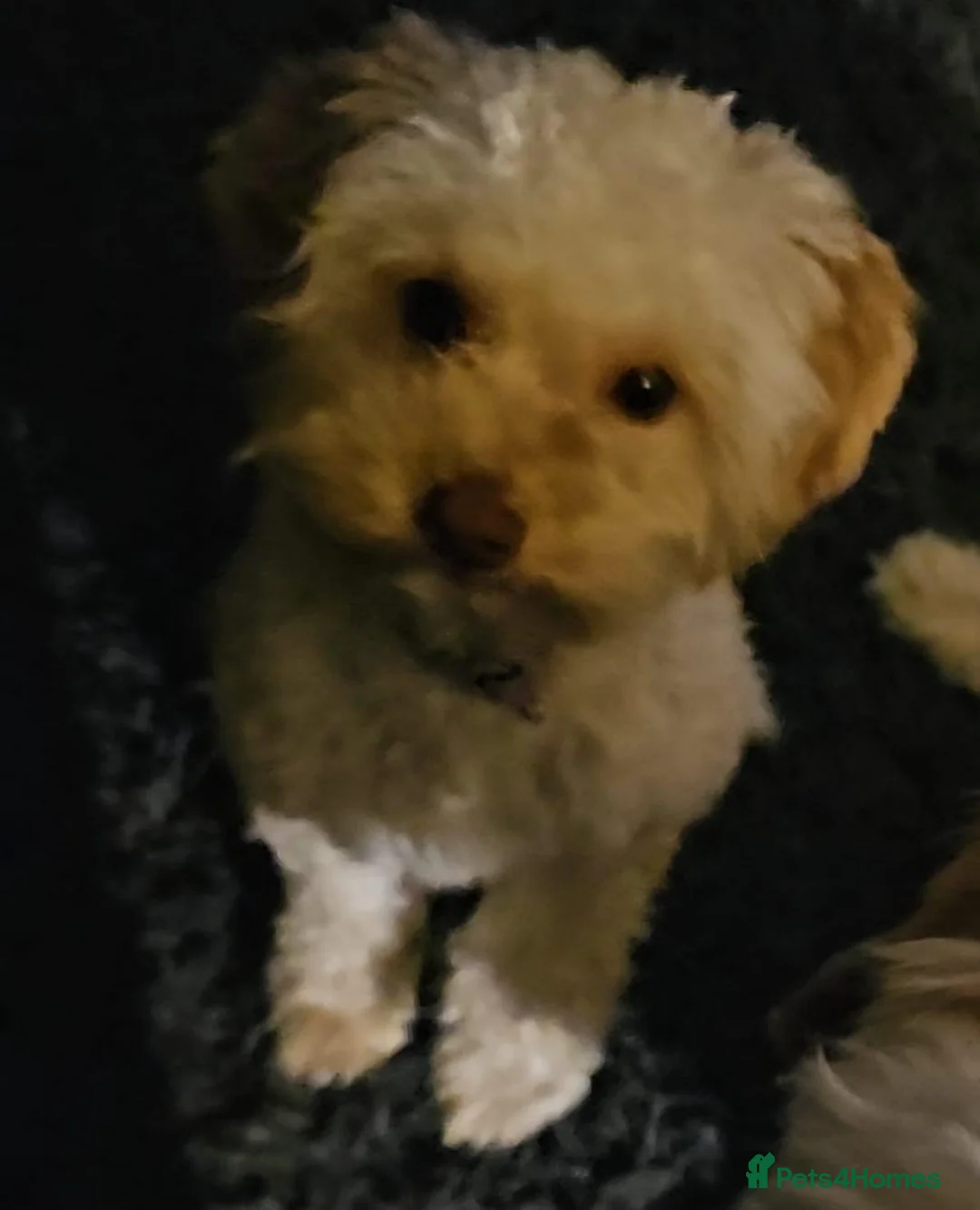 Cavapoo dogs for sale: Cute Cavapoo boys in Wigton - Advert 21