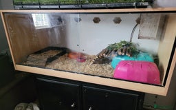 Pygmy Hedgehog rodents for sale: Pygmy hedgehog and full set up - Image 1