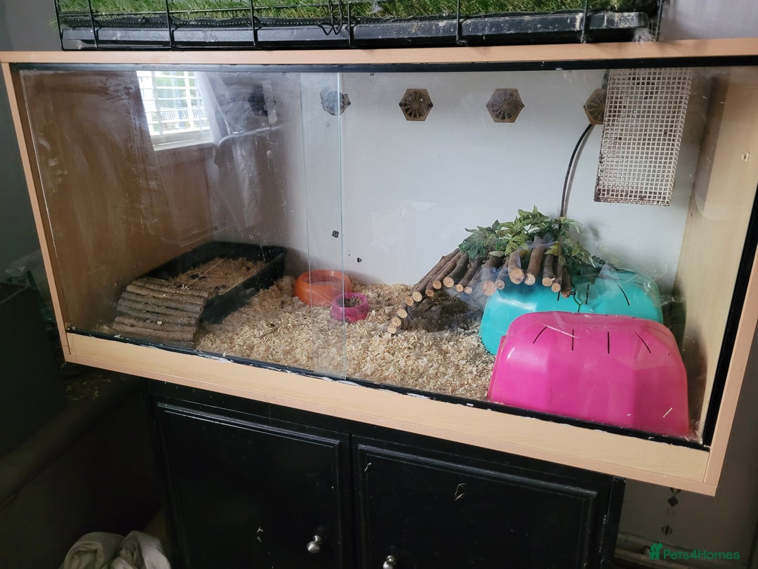 Pygmy Hedgehog rodents for sale: Pygmy hedgehog and full set up - Image 1