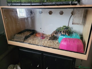 Pygmy Hedgehog rodents Pygmy hedgehog and full set up - Advert 2