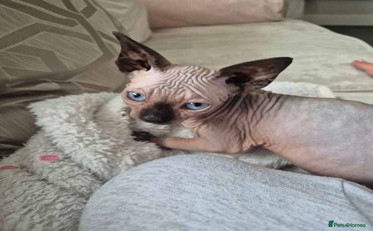 Sphynx cats - Advert 1