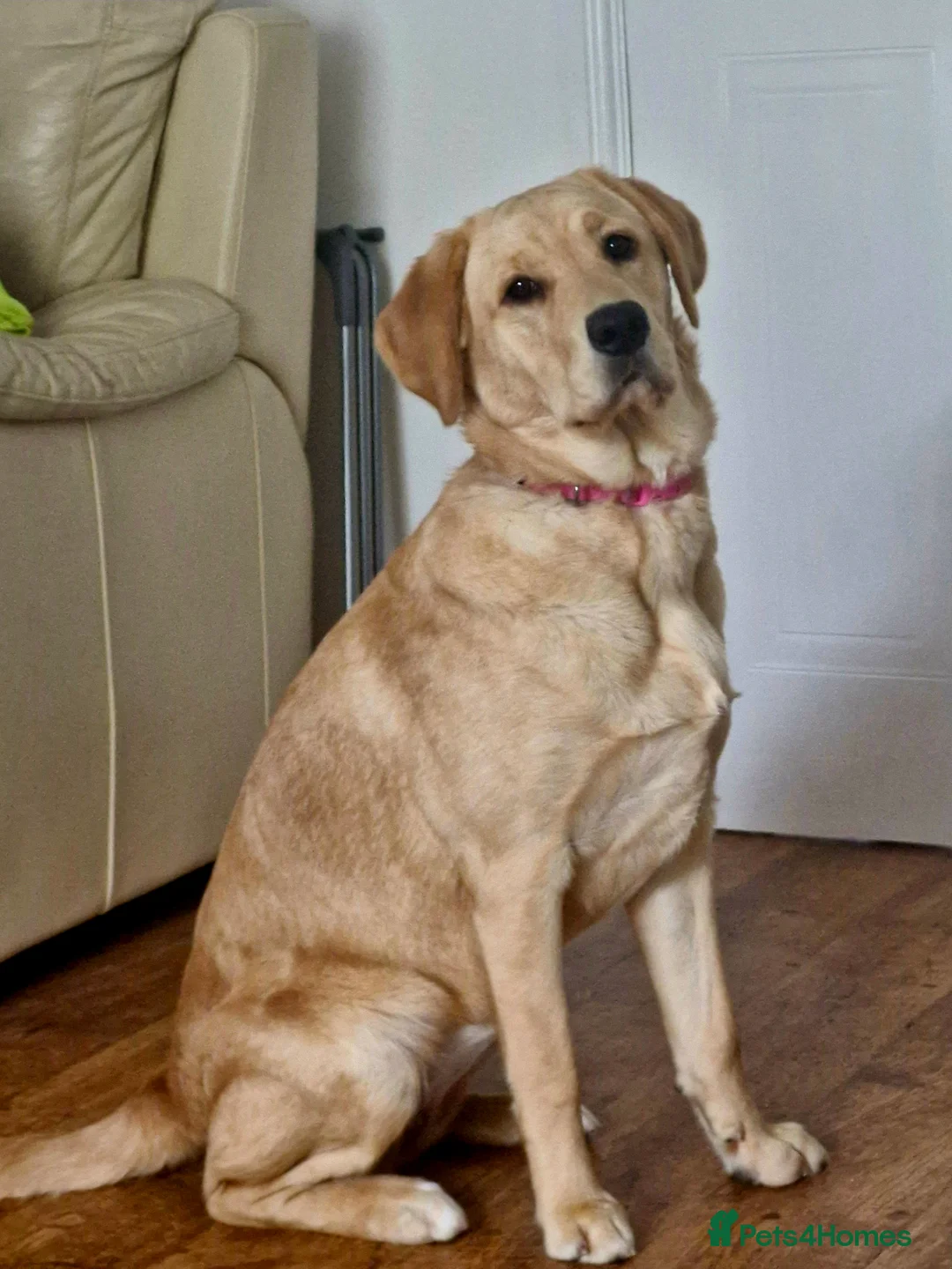 Goldador dogs for sale: 11Month old Goldador Girl - Advert 3