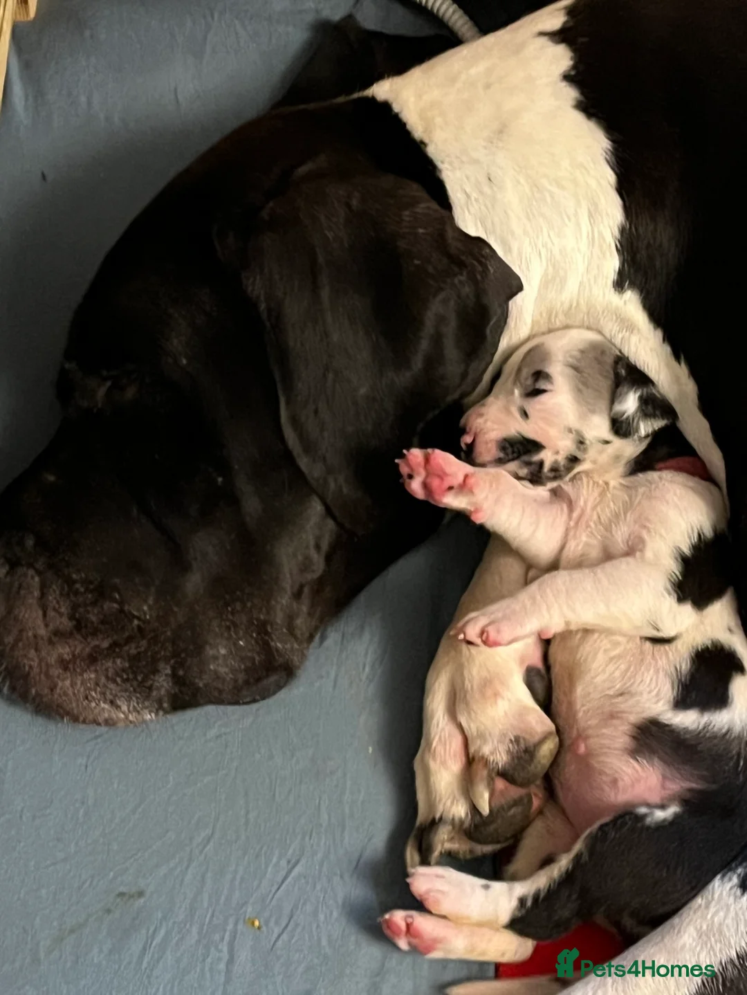Great Dane dogs for sale: Kc reg Great Dane pups - Advert 14